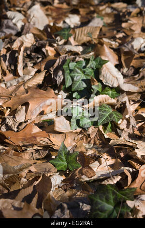 Hedera helix. De plus en plus par le biais de feuilles de lierre sur le plancher de bois. Banque D'Images