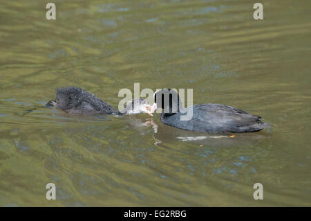 Un adulte Foulque rss c'est chick, Hampden Park, Eastbourne, East Sussex, UK Banque D'Images