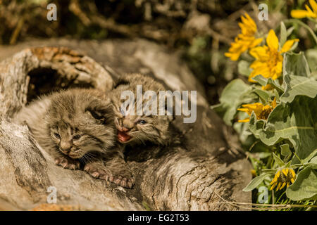 Deux lynx bébé dans un creux de l'oreille avec des mulets journal fleurs sauvages près de Bozeman, Montana, USA. Remarque : Ces animaux sont des animaux en captivité Banque D'Images