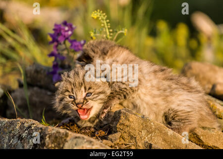 Les jeunes chatons Bobcat, une escalade au-dessus de l'autre au printemps, près de Bozeman, Montana, USA. Banque D'Images