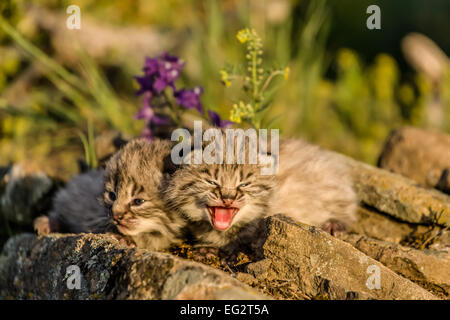 Les jeunes chatons bobcat l'un appelant pour sa mère, au printemps, près de Bozeman, Montana, USA. Banque D'Images