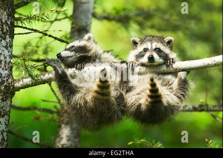 Deux communes bébé raton laveur (Procyon lotor) précairement saisissant une branche sur un arbre. Banque D'Images