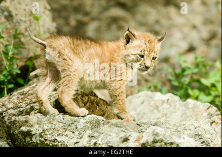 Lynx de Sibérie chaton climbing on rocks Banque D'Images