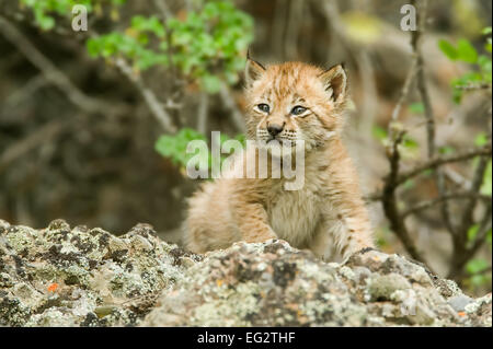 Lynx de Sibérie chaton climbing on rocks Banque D'Images