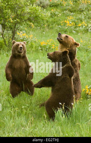 Deux jeunes grizzlis (Ursus arctos) debout et un grizzli adultes assis sur hanches. Sont-ils danser ? Banque D'Images