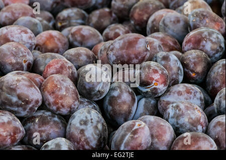 Pile de prunes bio à la vente à la marché de producteurs à Issaquah, Washington, USA Banque D'Images