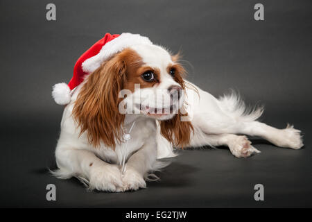 Mandy, de 9 mois, un Cavalier King Charles Spaniel puppy, malveillant et en essayant de retirer son chapeau de Père Noël Banque D'Images