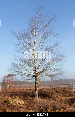 Une arborescence de bouleau d'argent se dresse contre un ciel bleu clair en hiver dans le New Forest. Banque D'Images