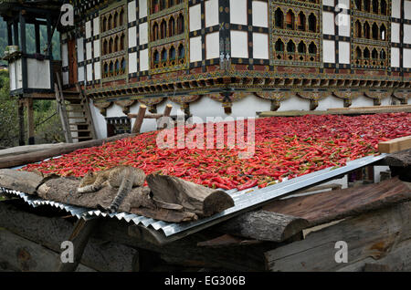 Bhoutan - chat de dormir à côté du séchage des piments rouges le toit d'un hangar à une ferme traditionnelle dans la vallée de Paro Chhu. Banque D'Images