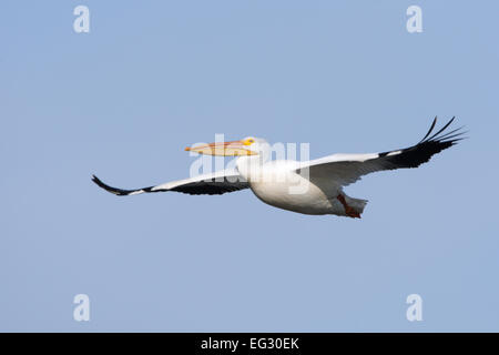 White Pelican Flying Bird ornithologie Science nature faune Environnement Banque D'Images
