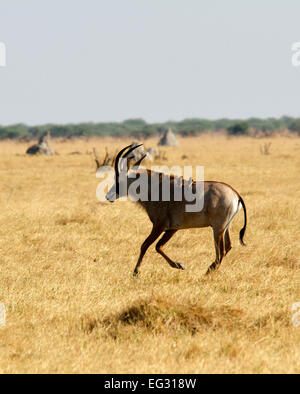 L'Afrique sauvage antilope rouanne sur l'exécuter avec un attelage oxpeckers free ride sur son dos, ils aident à nettoyer sa fourrure et de grandes oreilles Banque D'Images