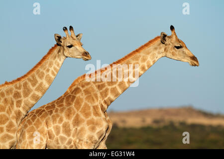 Close-up de deux girafes (Giraffa camelopardalis) contre un ciel bleu, Afrique du Sud Banque D'Images