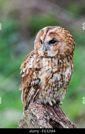 Chouette hulotte on log, près- up, full body, à côté de Banque D'Images