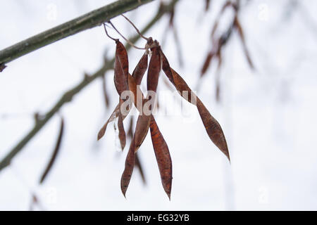 Brun sec feuilles sur une branche d'arbre dans la neige photo en gros plan Banque D'Images