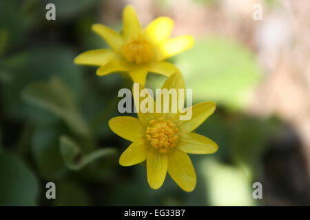 Beau printemps jaune fleur sur l'arrière-plan de la terre, les plantes du printemps Banque D'Images