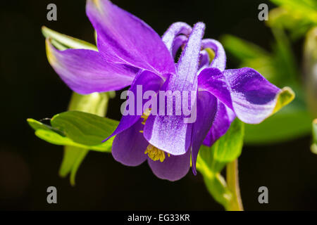 Purple Aquilegia vulgaris (Granny's Bonnets ou Ancolies) Banque D'Images