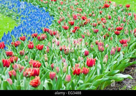 Tulipes rouges et Jacinthe bleu Banque D'Images