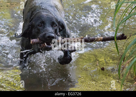 L'Ai ! Labrador noir extrait stick à partir de l'eau Banque D'Images