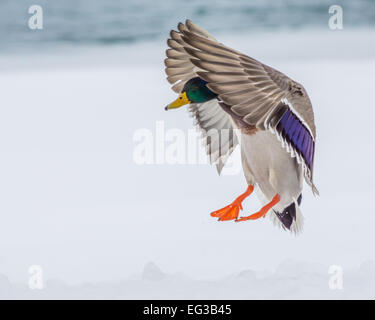 Canard colvert mâle venant pour l'atterrissage. Banque D'Images