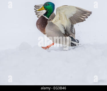 Canard colvert mâle venant pour l'atterrissage. Banque D'Images