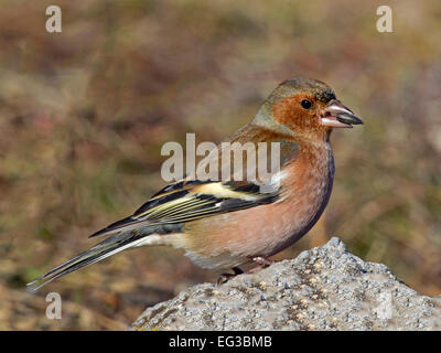 Chaffinch mâle perché sur la roche Banque D'Images