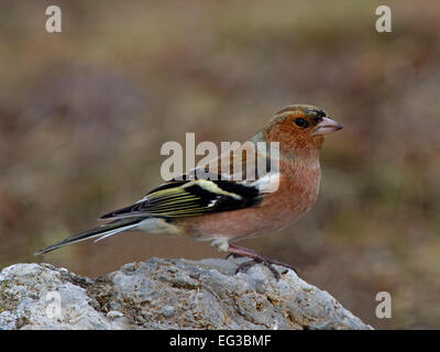 Chaffinch mâle perché sur la roche Banque D'Images