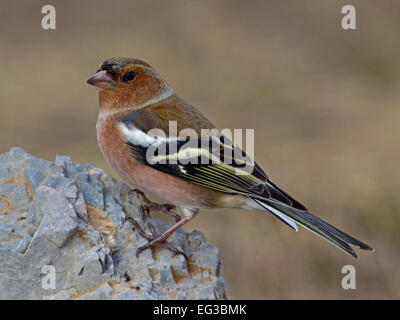 Chaffinch mâle perché sur la roche Banque D'Images