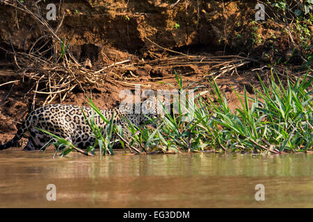 Profil d'une Jaguar, Panthera onca, chasse le long d'une rivière dans le Pantanal, Mato Grosso, Brésil, Amérique du Sud Banque D'Images