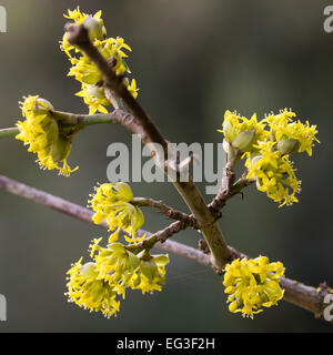 La fin de l'hiver délicates fleurs de la cerise en cornaline, Cornus mas Banque D'Images