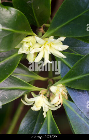 Février fleurs des hardy, Illicium simonsii evergreen, un proche parent de l'anis étoilé Banque D'Images