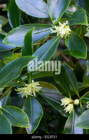 Février fleurs des hardy, Illicium simonsii evergreen, un proche parent de l'anis étoilé Banque D'Images