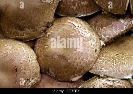 Champignons Portobello belle sont présentés à la vente Banque D'Images