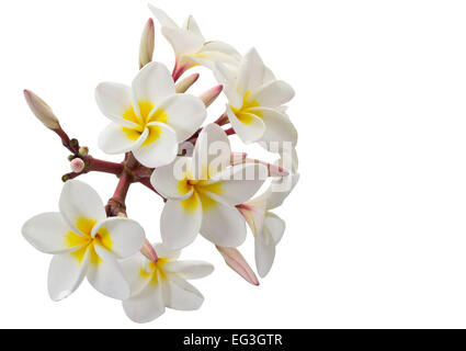 Plumeria flowers isolé sur fond blanc et clipping path Banque D'Images