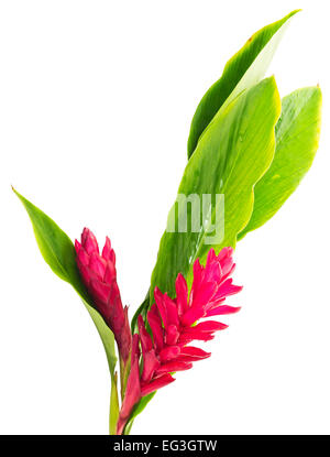 Fleur de gingembre rouge isolé sur fond blanc et clipping path Banque D'Images