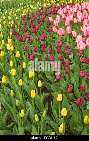 Jaune, violet et rose tulipes en lignes courbes à Roozengaarde à Mount Vernon, Washington, USA Banque D'Images