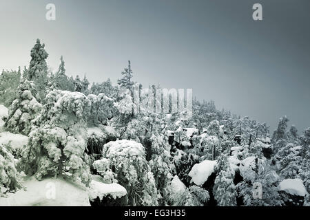 Recouvert de neige et montagne brumeuse - forêt de pins et de sapins en couches de disparaître dans le brouillard Banque D'Images