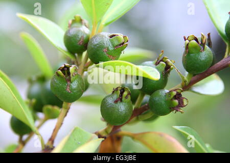 Les jeunes, de goyave Psidium cattleianum cerise on Tree Banque D'Images