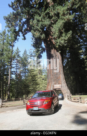 Les lecteurs de véhicules grâce à l'arbre en Lustre Leggett, California, United States Banque D'Images