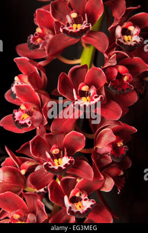 Cymbidium orchidée hybride fleurs (variété Plush Canyon) Banque D'Images