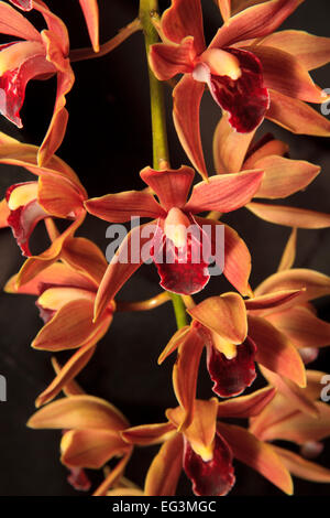 Cymbidium orchidée hybride fleurs (variété Beaconfire, croix de floribundum X passe de Khyber) Banque D'Images