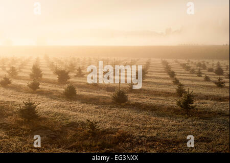 Christmas Tree Farm au lever du soleil avec les arbres en lignes Banque D'Images