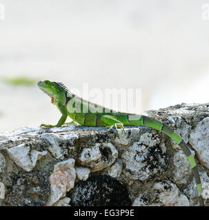 Iguane vert au soleil sur le mur de pierre Banque D'Images