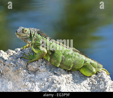 Iguane vert au soleil sur le mur de pierre Banque D'Images