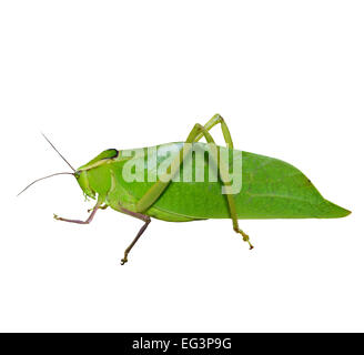 Leaf Bug isolé sur fond blanc Banque D'Images