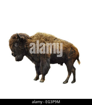 Bison américain isolé sur fond blanc Banque D'Images