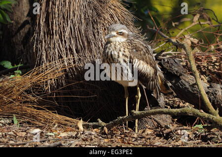 Un Bush-Stone curlew (Burhinus grallarius), également appelé large-billed, soit dissimulé parmi les arbustes et la litière en Gironde. Banque D'Images