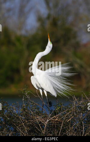 Une Grande Aigrette mâle affichant son plumage nuptial avec l' 'komodo à Smith Oaks, île haute, Texas, États-Unis Banque D'Images