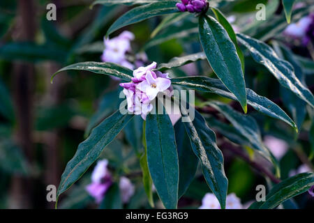 Daphne bholua jacqueline postill fleurs rose pâle blanc parfumé parfumée Fleur parfumée hiver arbustes floraux RM Banque D'Images