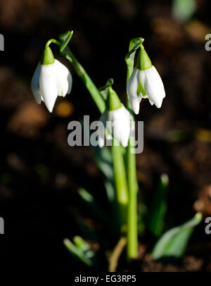 Galanthus nivalis perce-neige poe hill marques vert fleurs pétales printemps portraits végétaux bulbes floraux RM snowdrop Banque D'Images