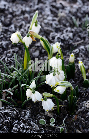 Leucojum vernum var carpathicum flocon de neige de printemps fleurs couvertes de givre glace matin glacial hiver jaune Floral RM conseils Banque D'Images